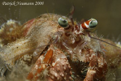 Crab Anilao, Philippines taken with Canon 400D/Hugyfot ho... by Patrick Neumann 
